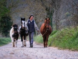 Poneys